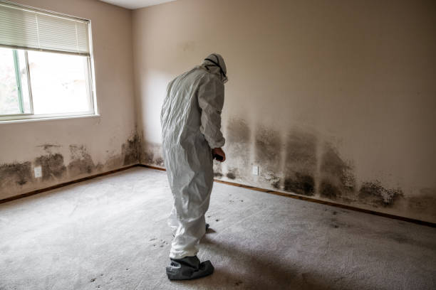 Shoreview, MN Mold Removal Company